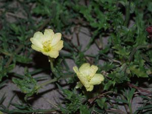 コマツヨイグサの花