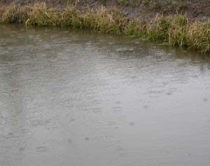 雨のトンボ池