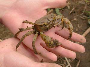 掘り出されたハマガニ
