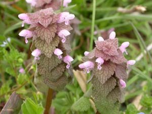 ヒメオドリコソウの花