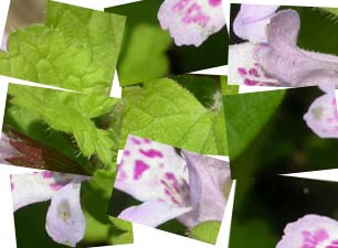 バラバラの花の写真