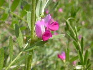 カラスノエンドウの花