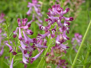 ムラサキケマンの花