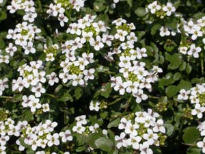オランダガラシの花