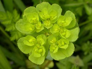 トウダイグサの花