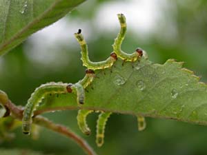 ノイバラの葉を食べるハバチの幼虫