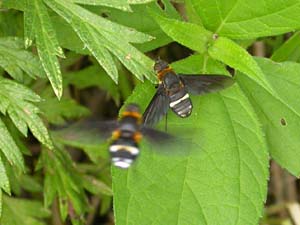 クロバネツリアブの求愛