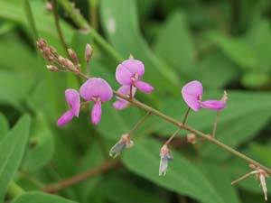 アレチヌスビトハギの花