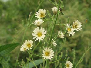 アキノノゲシの花