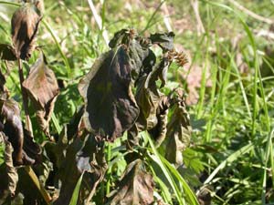 霜枯れたイノコヅチ