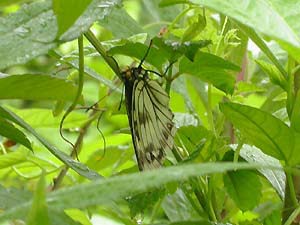 葉陰で休むゴマダラチョウ