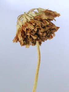 シロツメクサの花がら