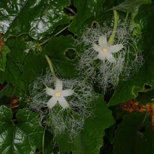 カラスウリの花