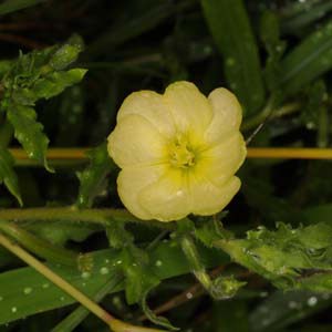 コマツヨイグサの花