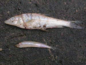 取り残されたニゴイとワカサギ