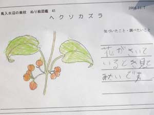 ヘクソカズラの塗り絵図鑑