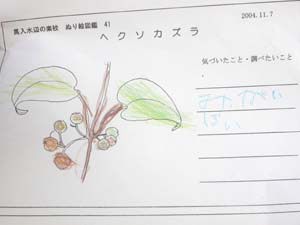 ヘクソカズラの塗り絵図鑑