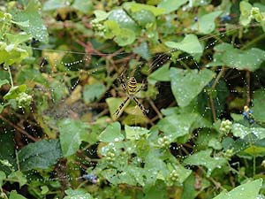 ナガコガネグモの巣についた水滴