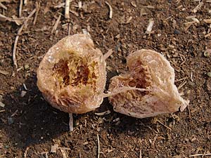 食べられたカマキリの卵