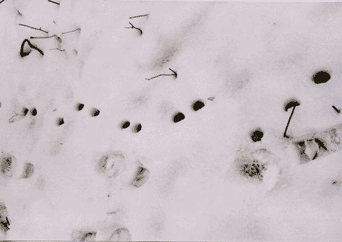 雪の上のタヌキの足跡。ため糞の近くで。