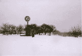 雪の日のyellow tail