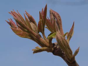 ヌルデの新芽