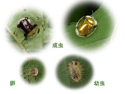 ジンガサハムシの幼虫と成虫