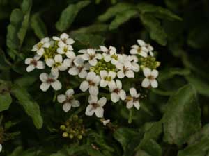 オランダガラシの花