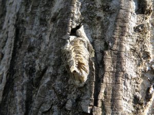 ハラビロカミキリの卵