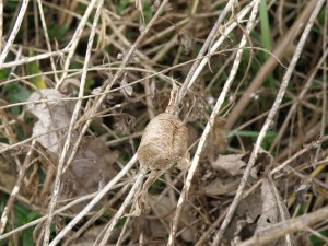 オオカマキリの卵