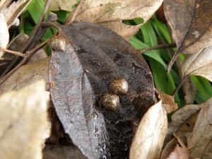 葉の裏に潜むマルカメムシ