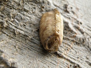 ハラビロカマキリの卵