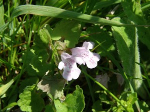 カキドオシの花