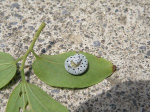 ホシアシブトハバチの幼虫