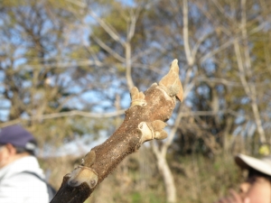 オニグルミの冬芽