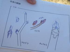 冬芽のスケッチ（観察記録）