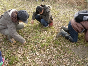 エノキの落ち葉の裏を探す