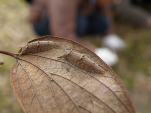 発見したゴマダラチョウの幼虫