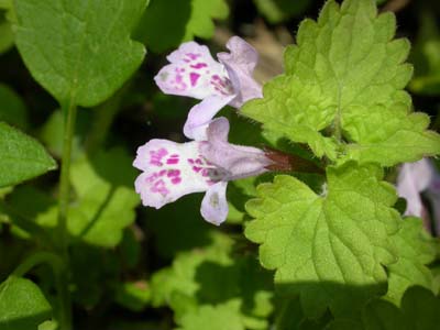 カキドオシの花
