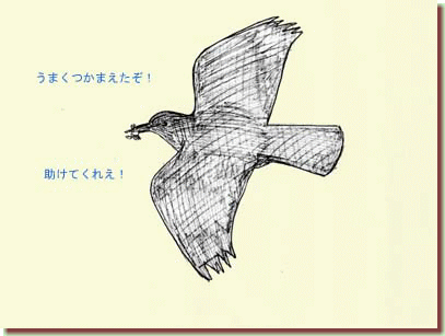 くちばしにカニをくわえて飛ぶカラス