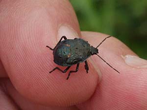 シロヘリクチブトカメムシの５令幼虫