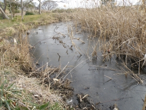全体に氷が張っています