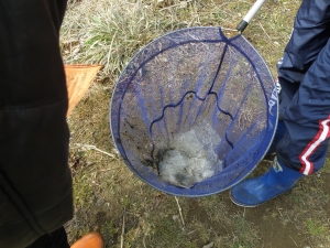 網で水をすくってみても…