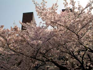 満開の桜
