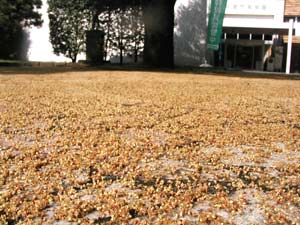 文化センター公園広場に落ちたケヤキの花