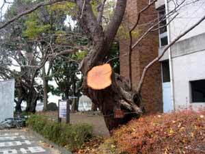 桜伐採