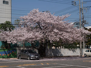 駐車場の桜