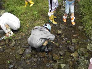 「自然観察ゼミナール」水生生物の観察