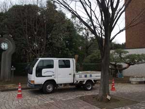 博物館庭の植木剪定作業