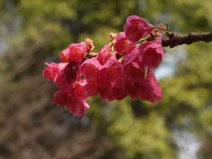 博物館前の文化公園でカンヒザクラ開花